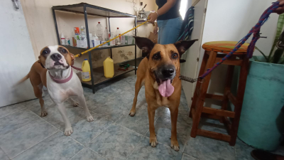 Las veterinarias de barrio mantienen una alta demanda