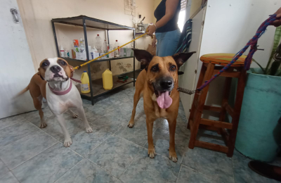 Las veterinarias de barrio mantienen una alta demanda