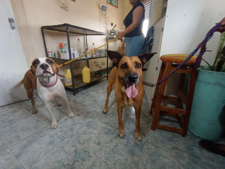 veterinaria.jpeg
