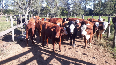 La ganadería propone la "carne recetada"