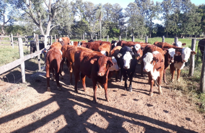 La ganadería propone la "carne recetada"