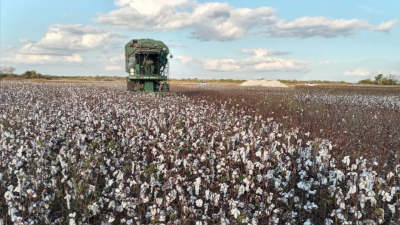 La nueva campaña algodonera tendrá un fondo nacional de 500 millones de pesos