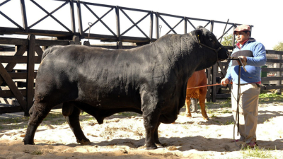 Se vienen las nacionales de Braford con gran expectativa