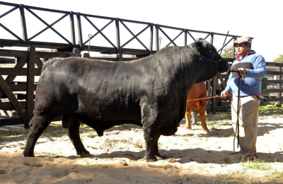 Se vienen las nacionales de Braford con gran expectativa