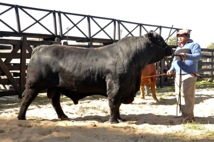 Braford-Corrientes.jpg