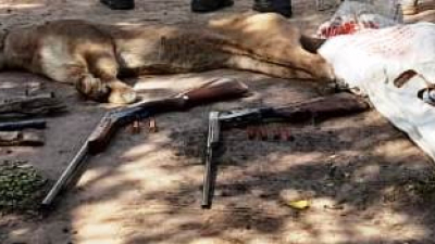 Tres cazadores mataron a un puma en Avia Terai: fueron detenidos