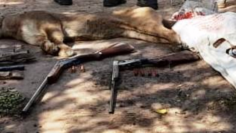 Tres cazadores mataron a un puma en Avia Terai: fueron detenidos