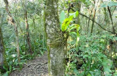 Recuperar nuestra relación con el mundo natural