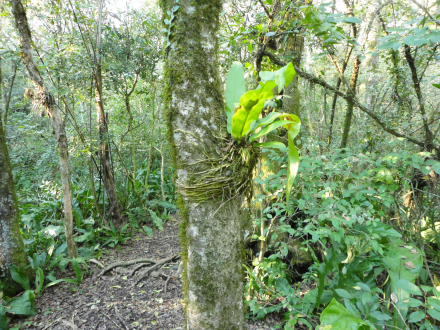 bosque chaco parque naciona.jpg