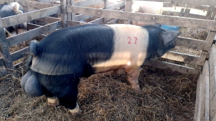 Cerdo Hampshire.jpg