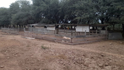 Robaron diez cerditos de la escuela agropecuaria de Pampa del Infierno