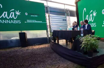 Corrientes apuesta fuerte al aceite de cannabis medicinal