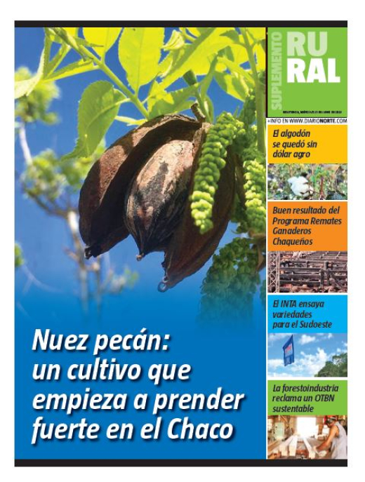 Nuez pecán: un cultivo que empieza a prender fuerte en el Chaco