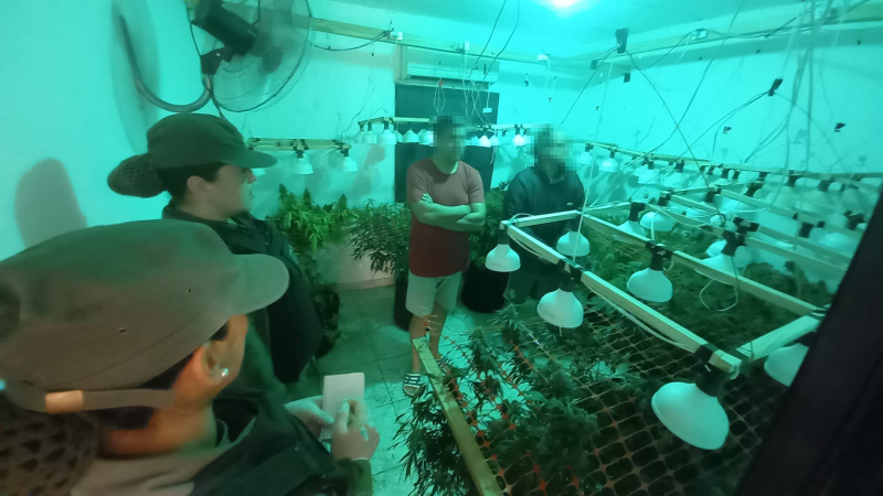 Incautaron 102 plantas y más de 3 kilos de cogollos de marihuana en dos procedimientos