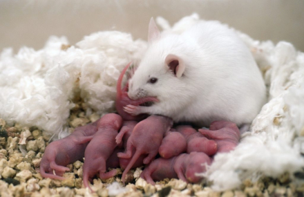 rat2.jpg