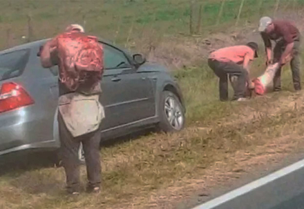vacas.jpg