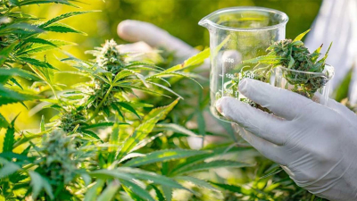 Toman impulso el cannabis medicinal y el cáñamo industrial en el Chaco