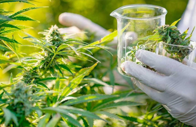 Toman impulso el cannabis medicinal y el cáñamo industrial en el Chaco