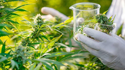 cannabis.jpg