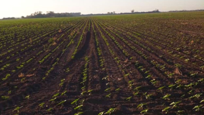 Lotes destinados al girasol esperan aporte de humedad para continuar la siembra