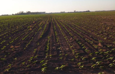Lotes destinados al girasol esperan aporte de humedad para continuar la siembra