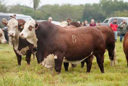 Toros-braford-pag-3.jpg