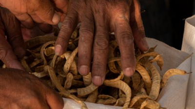 "El viaje dorado": la harina de algarroba y una nueva economía restaurativa en El Impenetrable