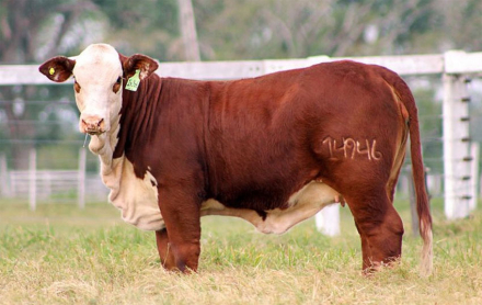 toro2.jpg