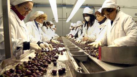 WEB-NO-ROTATIVO-CEREZAS.jpg