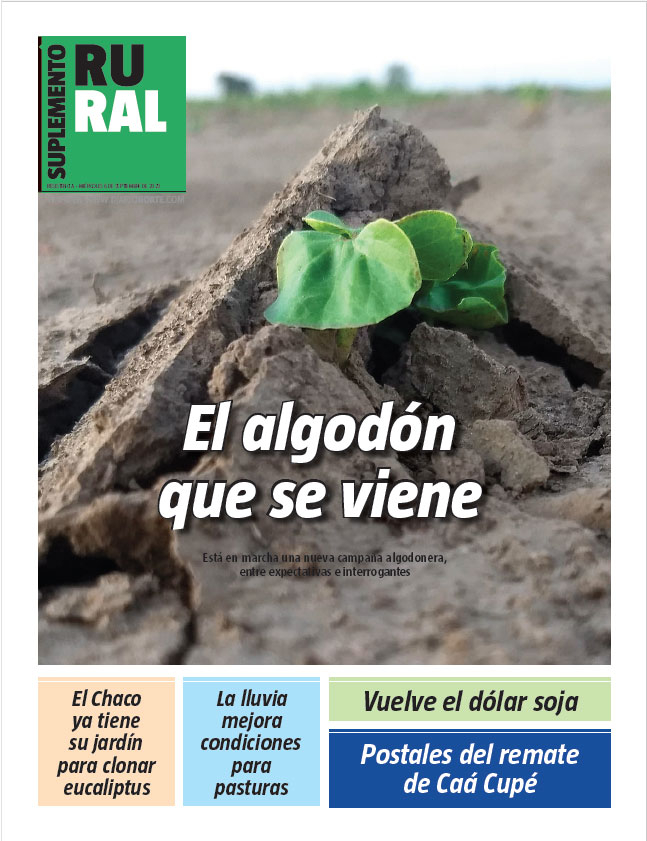 El algodón que se viene