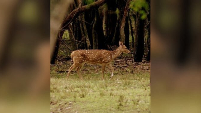Advierten sobre el simpático "Bambi" que afecta a la biodiversidad de Misiones