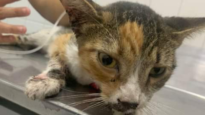 Piden urgente ayuda para la gatita ‘Leona’