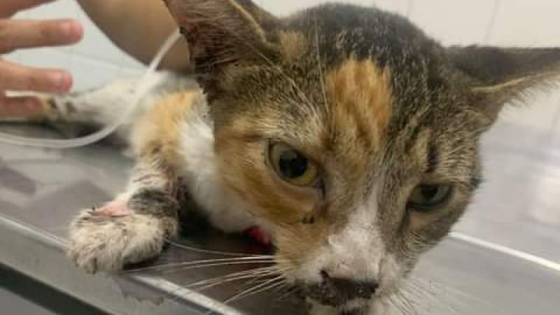 Piden urgente ayuda para la gatita ‘Leona’
