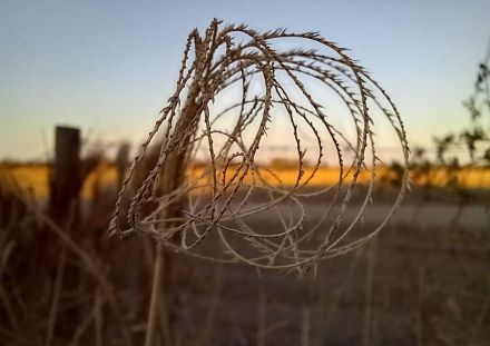 agricultura2.jpg