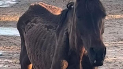 Desesperante: caballos atrapados en un banco de arena