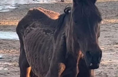 Desesperante: caballos atrapados en un banco de arena