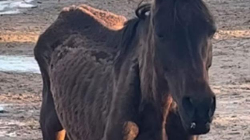 Desesperante: caballos atrapados en un banco de arena