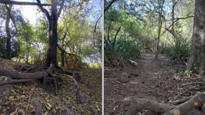 Los frutos del monte chaqueño están sufriendo los efectos de la sequía