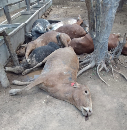 mueren-vacas-de-calor.jpg