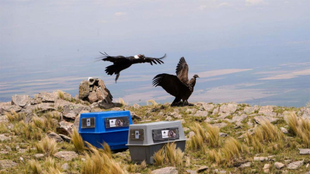 condor2.jpg