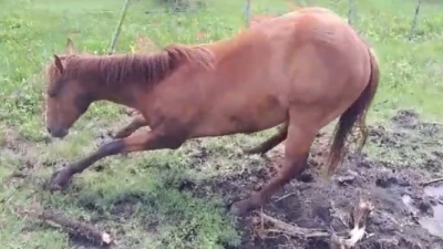 Alerta por extraña enfermedad que afecta a los equinos en el NEA