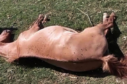 encefalomielitis-equina.jpg