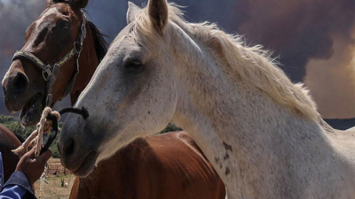 Encefalomielitis equina: insisten en que es bajo el riesgo para humanos