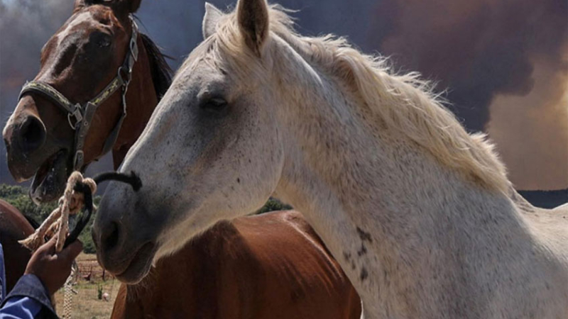 Encefalomielitis equina: insisten en que es bajo el riesgo para humanos