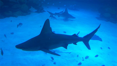 Una turista murió atacada por un tiburón en Bahamas