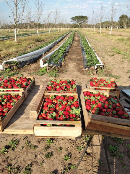 Frutilla-para-.jpg