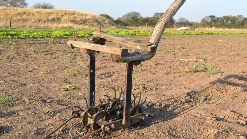 Crisis, calor y sequía, combo letal para el horticultor chaqueño