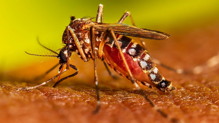 Dengue3.jpeg