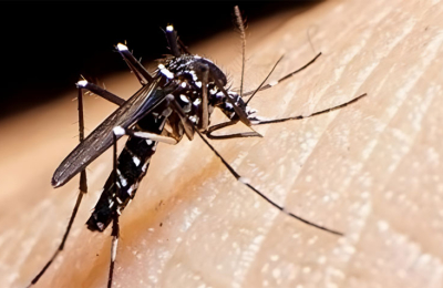 El gran aumento de los casos de dengue se debe a las notificaciones