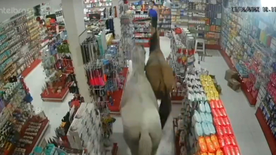 Brasil: caballos entraron en una farmacia y derribaron estantes